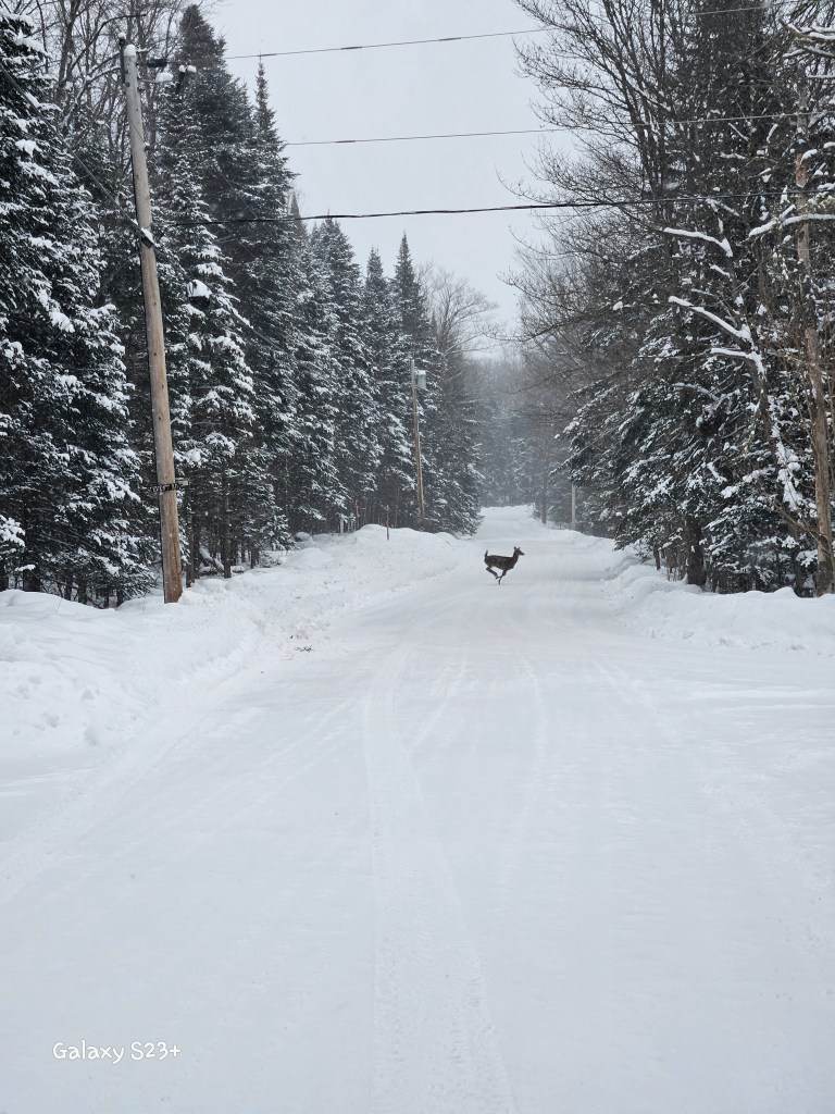 Always fun seeing deer